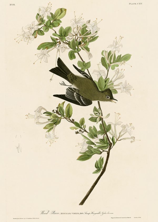 Мухоловка - John James Audubon's Birds Принт Птицы